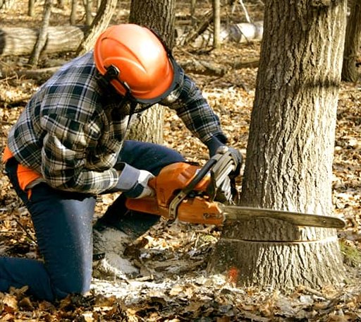 Tree Removal in Lake George, MN